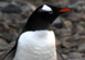 Penguins